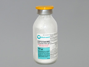 CEFOTAXIME SODIUM 10 GM VIAL